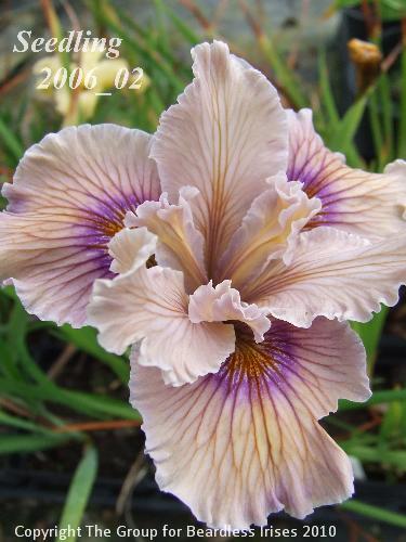 PCI seedling 2006_02